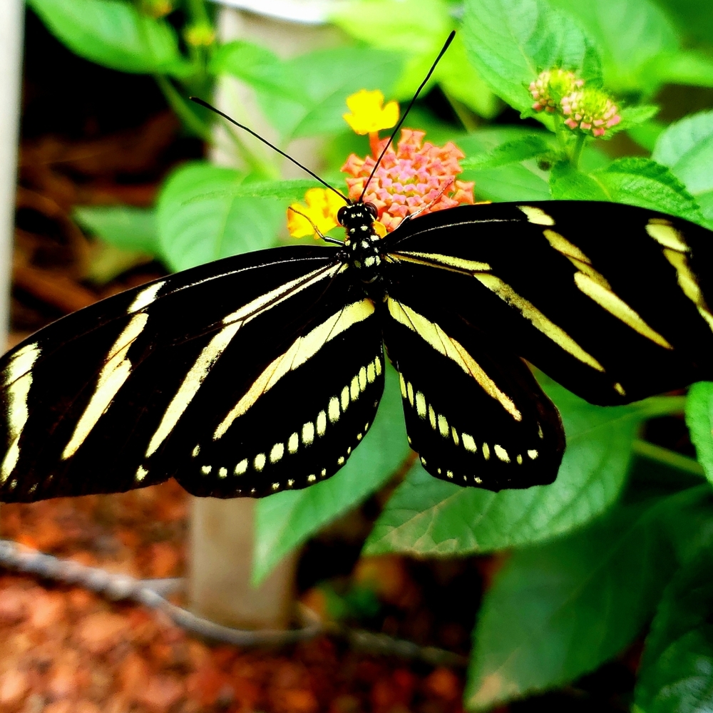 Meet your Posher, Tiffany